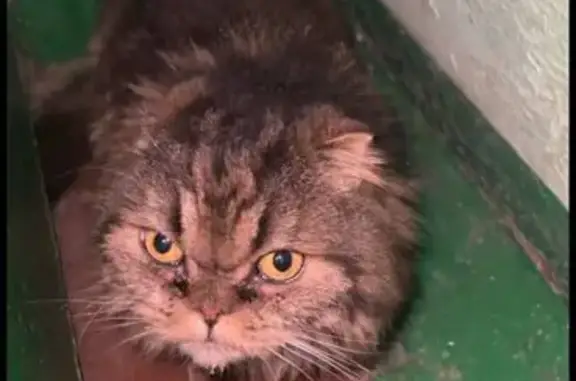 Кошка найдена, ул. Пирогова, 8 к1, Чебоксары