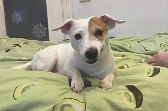 Собаки потеряшки, Вологда, фото: Потеряшка собака, ул. Луначарского 12, Вологда