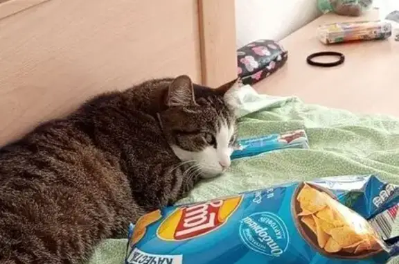 Пропала кошка Тома, Северная 35, Тюмень