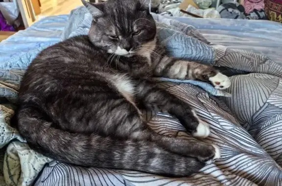 Кошки потеряшки, Сызрань, фото: Потеряшка кошка, Профсоюзная 4, Сызрань