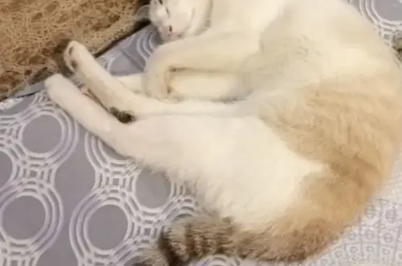 Пропала кошка, Советская 45, Кинель