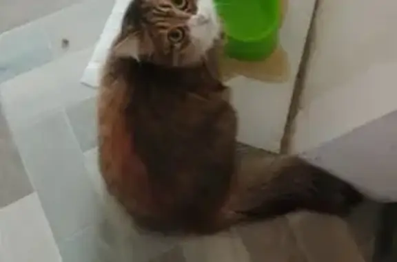 Кошки потеряшки, , фото: Потеряшка кошка, Школьная ул. 1, Цементный