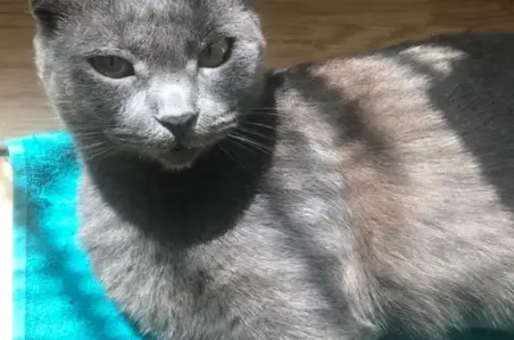 Кошка найдена: пр. Имама Шамиля, 79