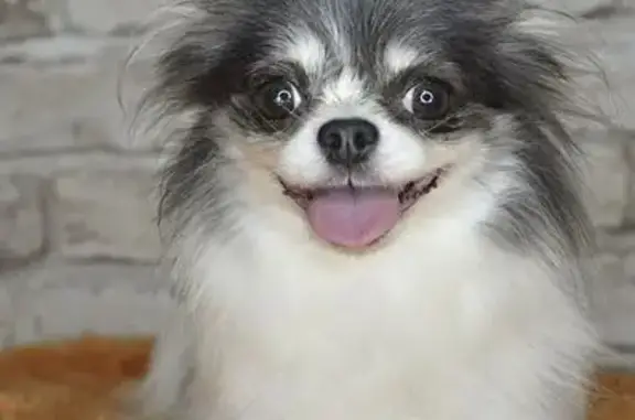 Собаки потеряшки, Челябинск, фото: Потеряшка чихуахуа, Гранитная ул., Челябинск