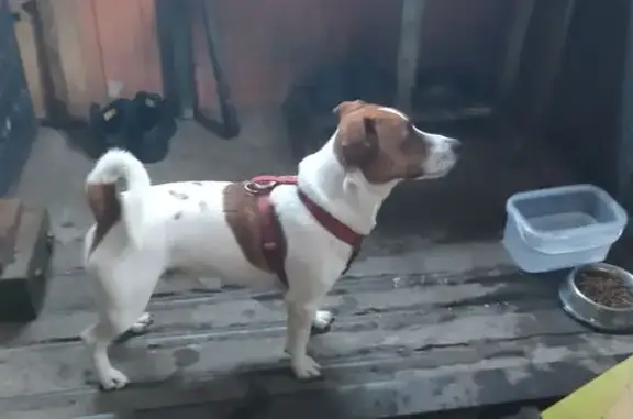 Потерян Джек Рассел на Глинной, Тамбов