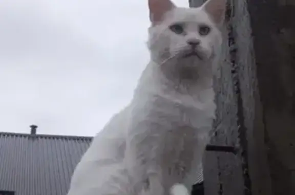 Кот майкун найден: Шёлковая ул., 22, Махачкала