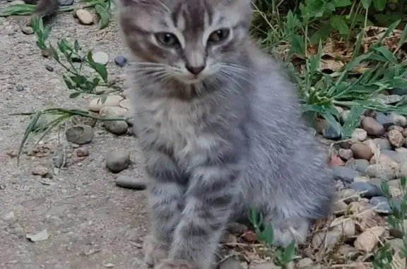 Пропала кошка, Белореченск, Краснодарский край