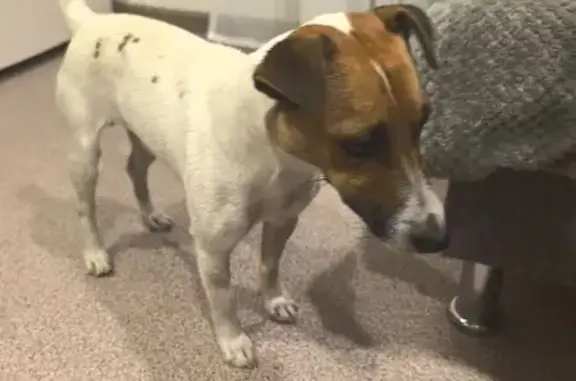 Найдена собака, Энгельс, фото: Найдена собака, ул. Колотилова 155, Энгельс