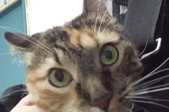 Пропала кошка, ул. Каликовой, 54, Сыктывкар