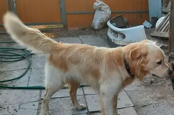 Найдена собака, Тамбовская область, фото: Найден лабрадор в Тамбовской области