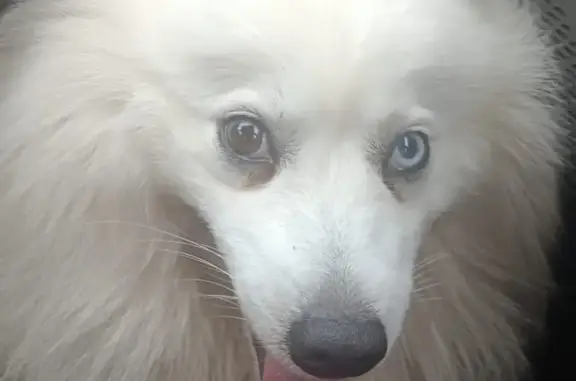 Собаки потеряшки, Ленинградская область, фото: Потеряшка белый шпиц, Орешек-2, 12 линия