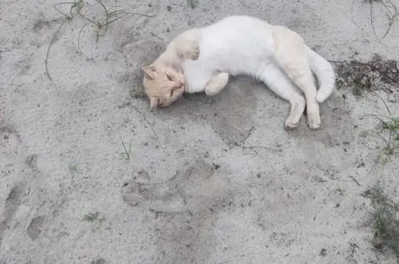 Найдена кошка, Балтийск, фото: Кошка найдена на ул. Боткина, Балтийск