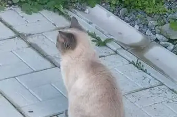 Объявления о пропавших и найденных животных, Свердловская область, фото: Кошка найдена, Таватуй, Свердловская обл.