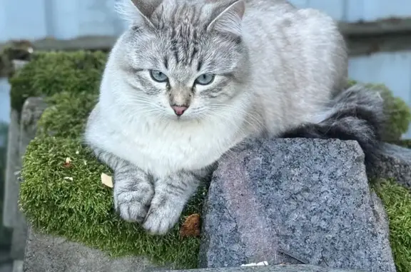 Кошки потеряшки, Рощино, фото: Потеряшка кошка, Прямой пер., 7, Рощино