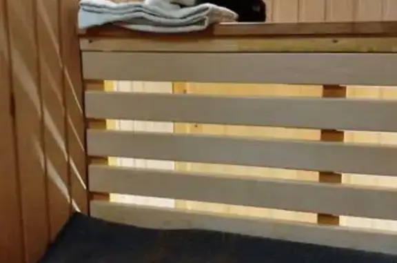 Пропала кошка, Юго-западное шоссе, Саранск