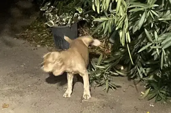 Найдена собака, Тбилиси, фото: Спаниель найден: ул. Кикодзе, 9, Тбилиси