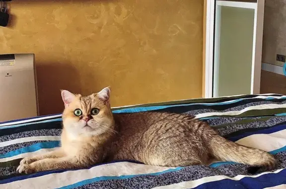 Кошки потеряшки, Московская область, фото: Потеряшка кошка в Воскресенском, МО