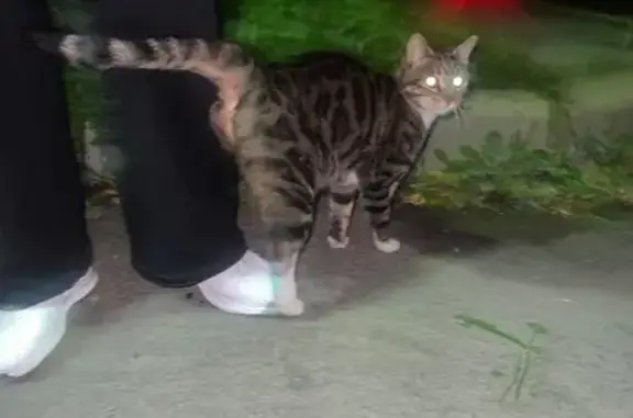 Найдена кошка, Петрозаводск, фото: Кошка найдена: ул. Профсоюзов, 24