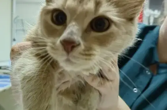 Найдена кошка, Ивановская область, фото: Кошка найдена, Коляновское с/п, Иваново