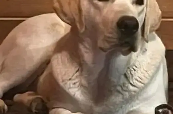 Пропала собака, Прудная ул., 10А, Сапроново