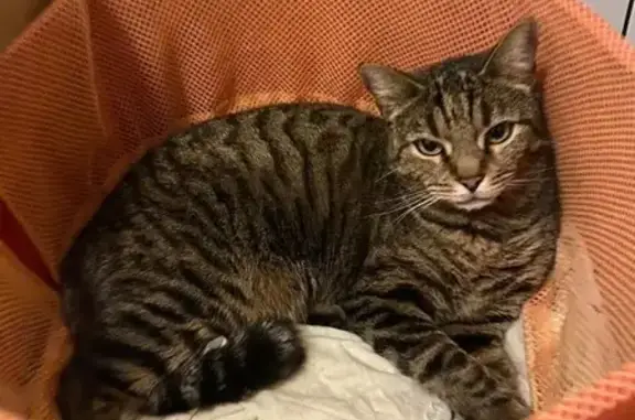 Кошки потеряшки, Алматы, фото: Потеряшка кошка, ул. Нуршайыкова 74, Алматы