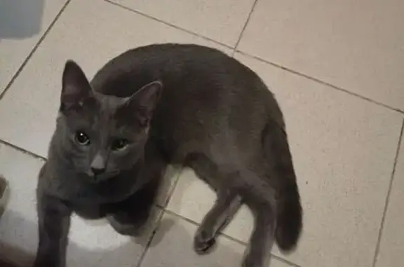 Найдена кошка, Саратов, фото: Саратов: Найдена кошка, Гвардейская 16