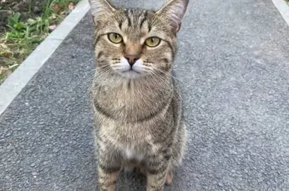 Кошка найдена: ул. Солнечная 67, Самара