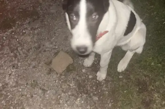 Собака найдена: Остинская ул, 15, Череповец