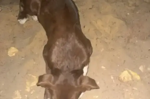 Найдена собака, Каменск-Шахтинский, фото: Щенок найден: ул. Героев Пионеров, 11