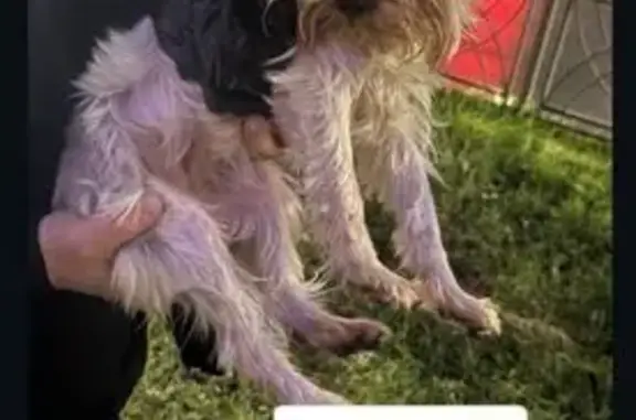 Найдена собака, Кострома, фото: Собака сбита на Советской, Кострома