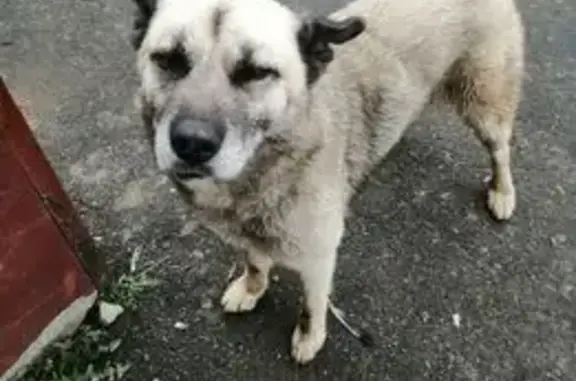 Найдена собака в Брянске, Брянская область