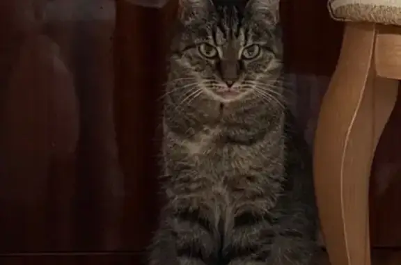 Кошки потеряшки, Москва, фото: Потеряшка кошка, Суздальская ул. 28, Москва