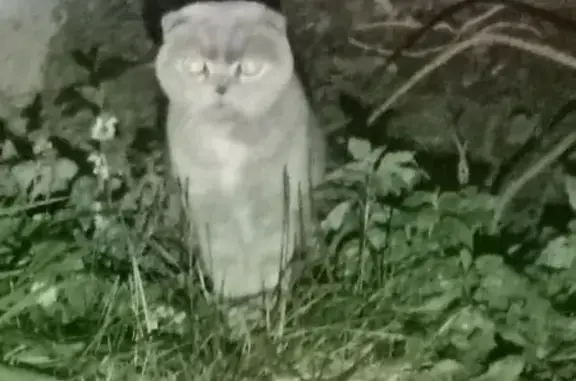 Найдена кошка, Псков, фото: Кошка найдена: Псков, Сиреневый бул., 17