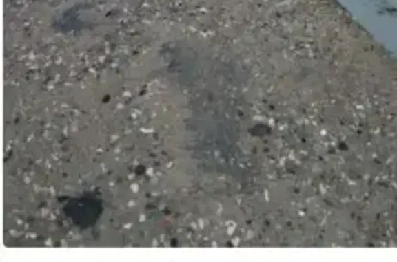 Найдена кошка, Москва, фото: Кошка найдена: Скобелевская ул., 32, Москва