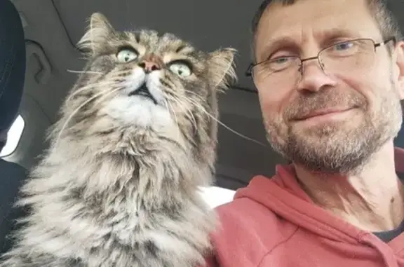 Пропала кошка на Шоссейной улице, Петровское