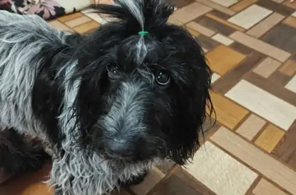 Собаки потеряшки, Саратов, фото: Потеряшка собака, 7-я Нагорная ул, 4, Саратов