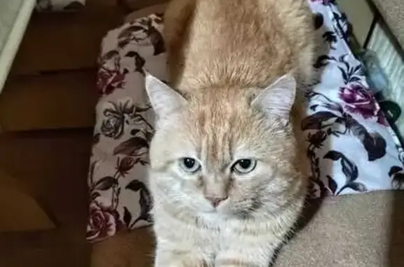 Пропал рыжий кот, ул. Международная, 35