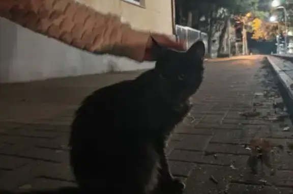 Кошка найдена на Островского, 44, Геленджик