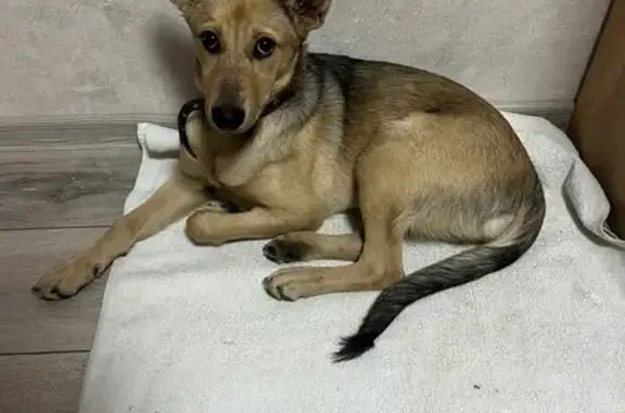 Нашли собаку на Козицкого, 4, Н. Новгород