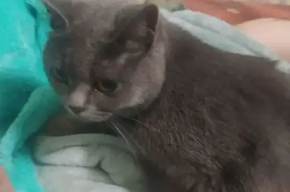 Найдена кошка, Калуга, фото: Кошка найдена: ул. Труда, 4 к1, Калуга