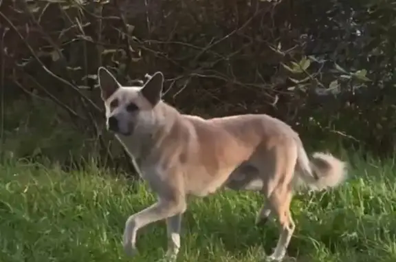 Собака найдена: ул. Коллонтай, 17 к3