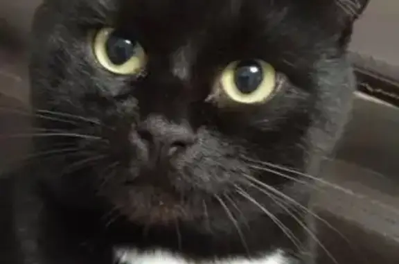 Пропала кошка в Заволжском, Ярославль