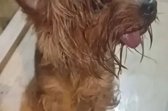 Йоркширский терьер найден: Дмитровское ш. 95к1