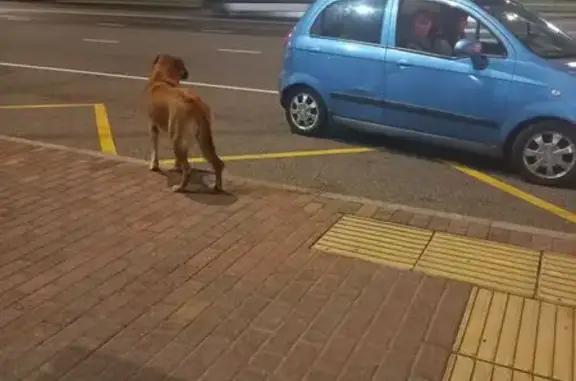 Собака найдена на остановке Ла Шайба, Сириус