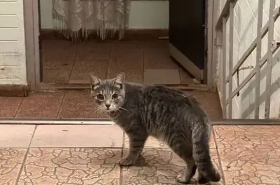 Кошка найдена на Бескудниковском бульваре