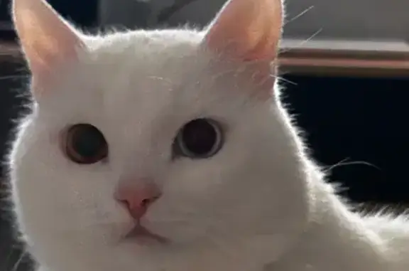 Кошки потеряшки, Новотроицк, фото: Потеряшка кошка на Гагарина 10, Новотроицк