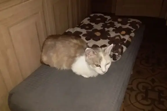 Пропала кошка, Депутатская 2, Воронеж