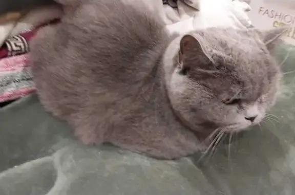 Пропала кошка, ул. Белинского, Вел. Луки