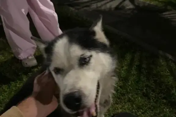 Найдена собака, , фото: Собака найдена: ул. 65 лет Победы, 50