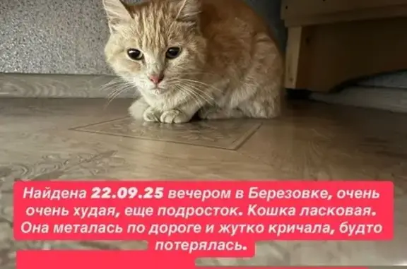 Рыжая кошка найдена: Октябрьская 54 с4